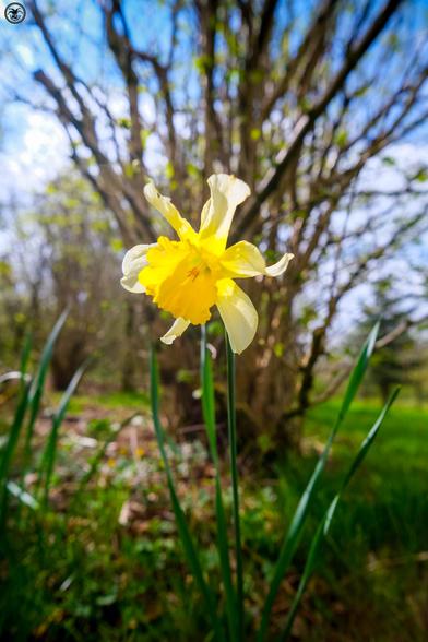 Yellow daffodil in woodland