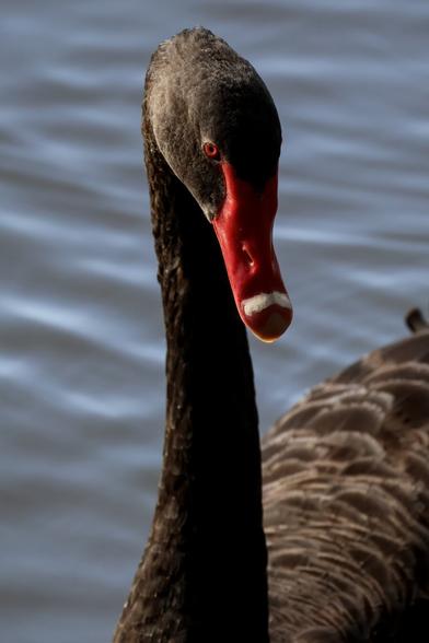 Black Swan, Cygnus atratus. On the South Pine River, Brisbane.