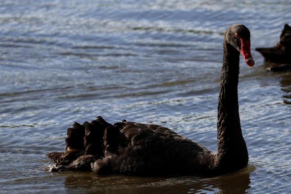 Black Swan, Cygnus atratus. On the South Pine River, Brisbane.
