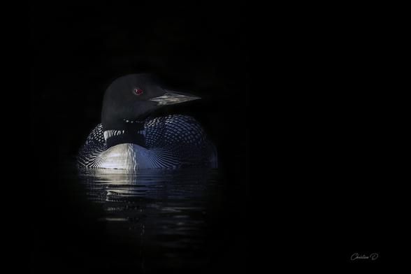 Une autre belle scène paisible que je partage avec vous! Ce Huard à collier, maître des eaux tranquilles, fût capté juste avant la nuit au soleil couchant.(Common loon)