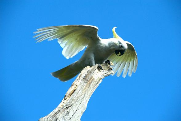 White cockatoo, Sulphur Crested Cockatoo, yellow crest, windy day, clinging on, wings spread, blue sky, dead tree,
