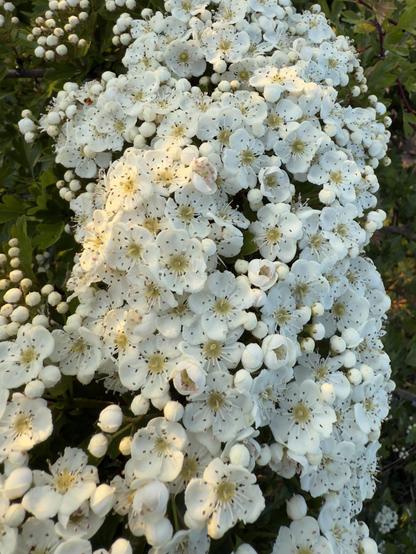 Cluster of small white hawthorn flowers in full bloom with round buds, surrounded by green leaves and lit by warm sunlight