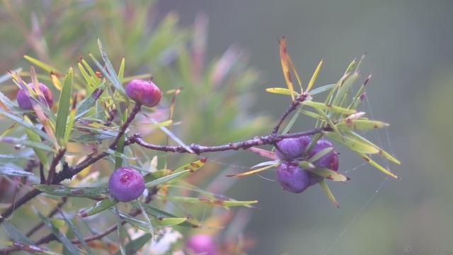 The branch of a plant with thin, spiked leaves crosses the frame, a few purple berries scattered amongst the leaves.  Blurry background in dark green forest tones.