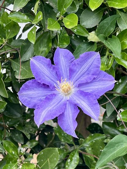 Unidentified purple flower on a neighbor’s hedge