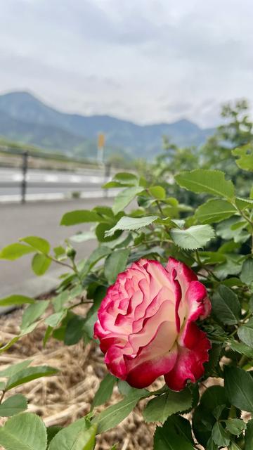 Rose with mountains in background