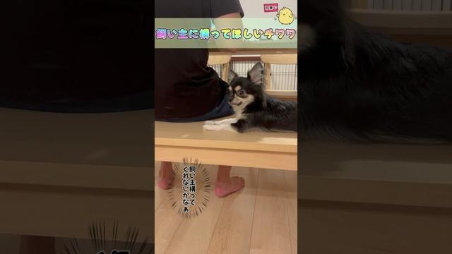 飼い主に構ってほしいチワワ　#ロングコートチワワ　#犬 #犬好きさんと繋がりたい #犬と猫どっちも飼ってると毎日たのしい #多頭飼い
