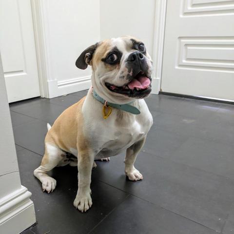 Chase the bulldog sitting on a dark tiled floor. He looks like he’s smiling at the camera. He is a very good boy.