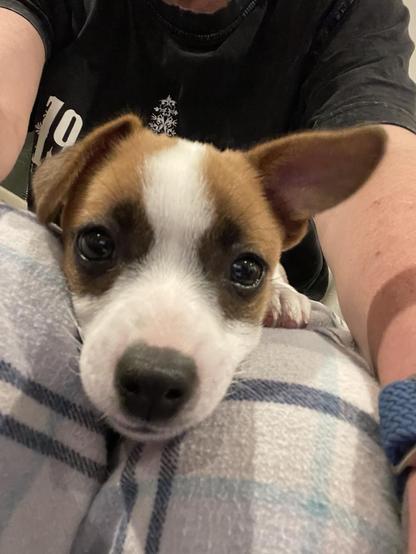 Harry the Jack Russell puppy lying along someone’s legs. It’s a close up picture of his adorable little face and boopable nose.