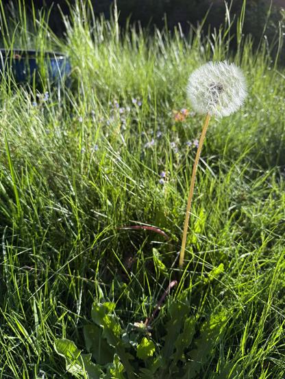 Pusteblume in der hohen Wiese bei den blauen Aurikeltöpfen