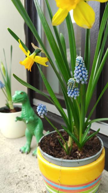 Photography of a plant pot with flowering Narcissus and Muscari plant next to a pottery Tyrannosaurus. In the blurry background is a second plant pot and a window. Everything stands on a window still