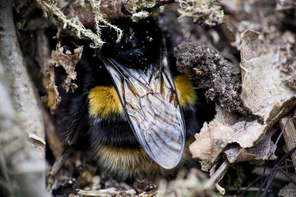 Close-up image shows the wings and hairy back end of a bumblebee as it burrows into the earth and leaf litter
