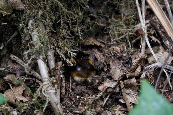Wider aspect shows the twigs, leaves and earth where my little bee friend was burrowing for ten minutes