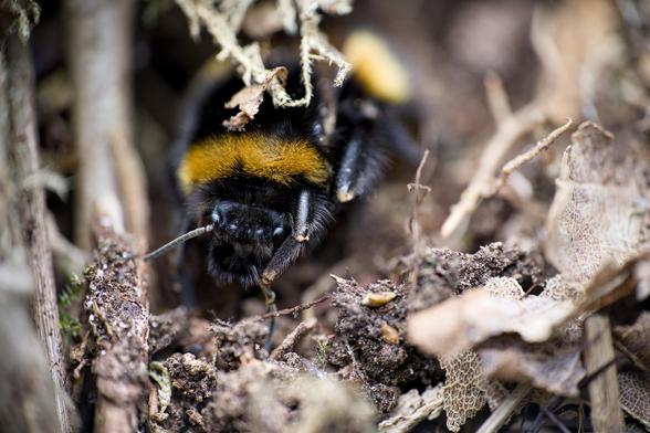 Finally deciding she didn't like the location for a new home, the bee turned to face me and began cleaning her head with her forelegs