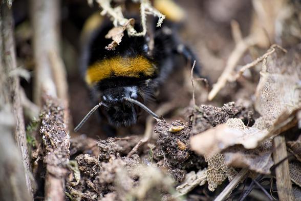 With all the debris cleaned from her face, the bee prepares to buzz right off!