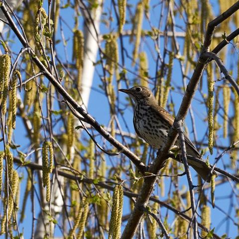 Song thrush / Певчий дрозд