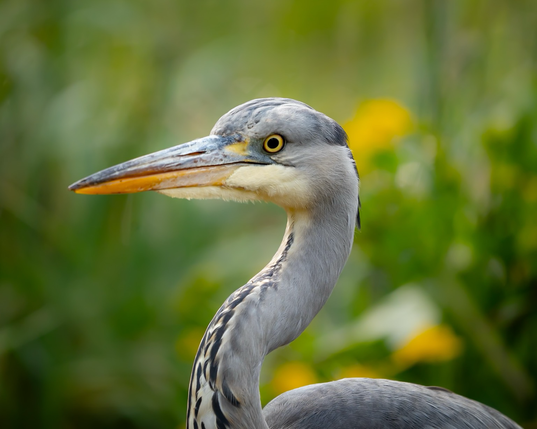 Heron closeup profile