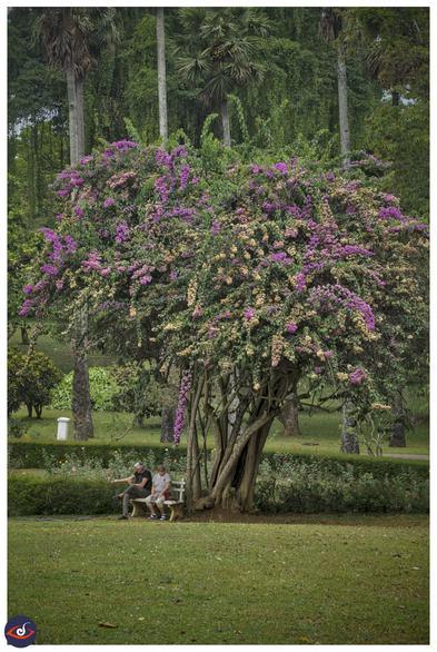 a group of tree with multiple trunks, that look like one large crown, with purple flowers. there are two people sitting on a bench under the trees. there is grass and green bushes and trees everywhere.