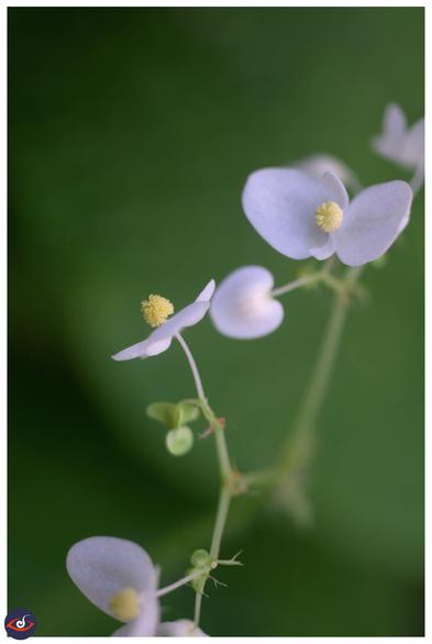 a small white flower with yellow stamen. in front of large green leaf.