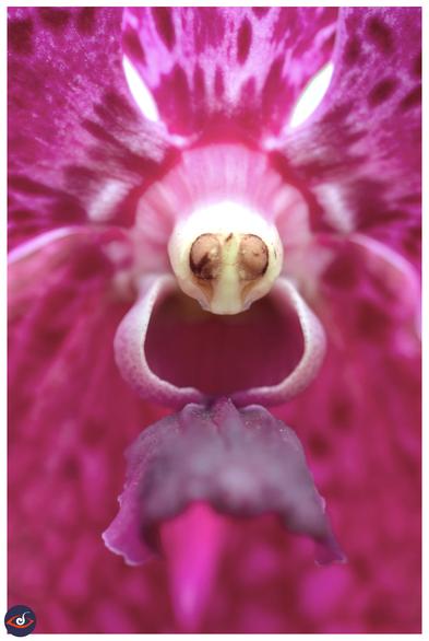 close up of an orchid, where the centre of the flower looks like an insect