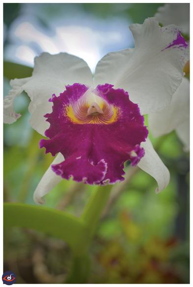 an orchid with 2 white petals, and one purple/pink petal -- there are yellow and pink stripes in the middle.