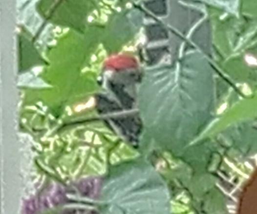 Zwischen den dichten grünen Blättern des Fliederbusches klammert sich ein Mittelspecht an den röhrenförmigen Knödelspender aus grünem Kunststoff, der fingerdicke Querspalten hat, und pickt am Meisenknödel aus festem Fett und Sonnenblumenkernen.
Der Specht hat einen weißen Kopf mit feuerrotem Haupt. Sein Gefieder hat breite schwarze, weiß gesprenkelte Streifen auf weißem Grund, die leicht schräg im Nacken zusammenlaufen.
Links unten in der Ecke des Bildes sind teilweise eine weiße und eine lila Blütendolde vom Flieder zu sehen.