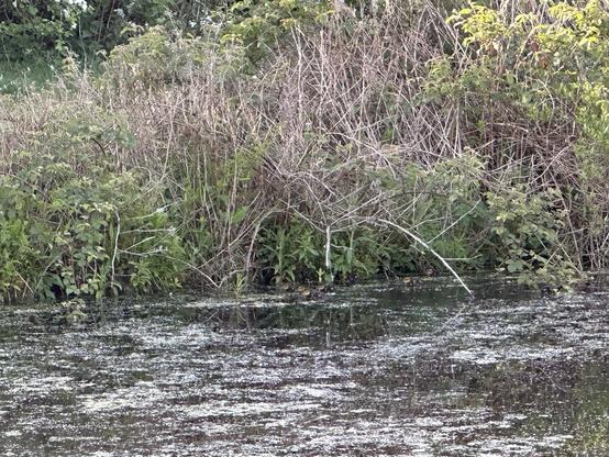 The overgrown bank of an old mill lodge, brambles and shrubs hanging over the water, where a number of tiny ducklings are swimming