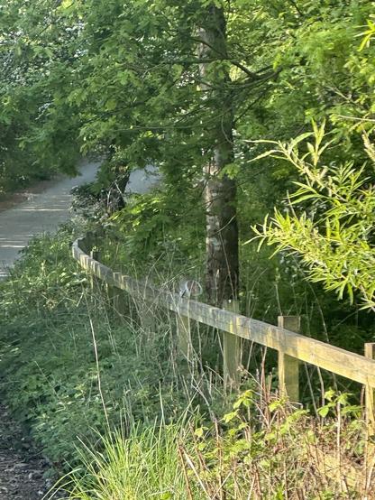 A fence alongside a wood beside a road with a hedge on the far side, a squirrel runs along the top of the fence