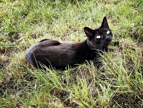 Bommel, chat délicat
