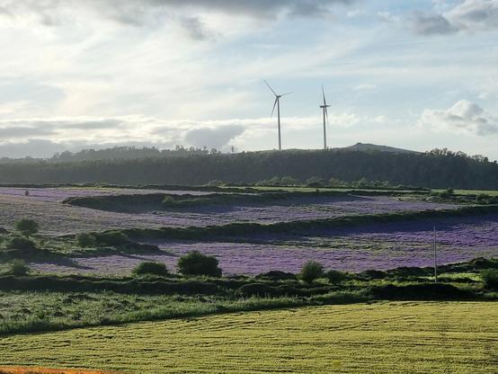 Campo di fiori viola, pale eoliche all'orizzonte, cielo celeste velato e lì, quasi appoggiato su un altopiano, un cuore bianco 🤍 di nuvola