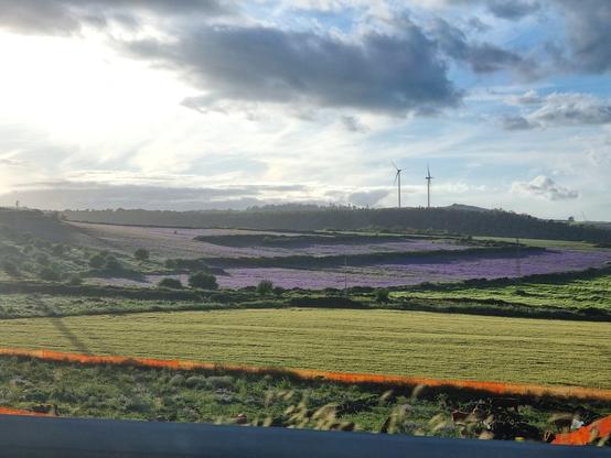 Campo di fiori viola, pale eoliche all'orizzonte, cielo celeste velato di nuvole bianche e lì quasi appoggiato su un altopiano un cuore bianco 🤍 di nuvola