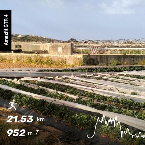 A field of rows upon rows of strawberries in raised beds under poly tunnels, most are ready to be harvested, though there are still a number of white ones yet to ripen, as the harvest continues on through May. Imprinted on the image is Amazfit GTR4, below that data for today's run
Distance 21.53km
Elevation gain 952m
On the right hand side is a graph to show the elevation gained and lost throughout the course of today's run.