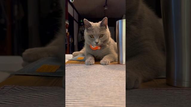 ピュアなシャルトリュー〜【シャルトリューつむやまの90年代CMシリーズ】 #ねこ #シャルトリュー #chartreux #cat #猫 #サントリー #山崎12年