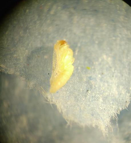A highly magnified microscope image of a yellow-white pupating wasp. The wasp's body is fairly slender and still pale as it develops. It has long antennae, and its eyes are brown. It is probably 2mm long and lying on tissue paper.