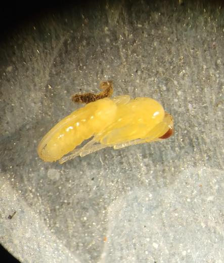 A highly magnified microscope view of a yellowish pupating wasp maybe 2mm long. Its body is fairly slender, its eyes are brown and its legs are long. It lies on tissue paper.
