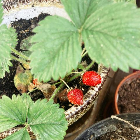 Photo d’un plant de fraisier dans un pot, on voit deux fraises rouges.