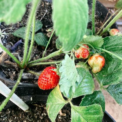 Photo d’un autre plant de fraisier dans un pot, on voit trois fraises rougissantes.