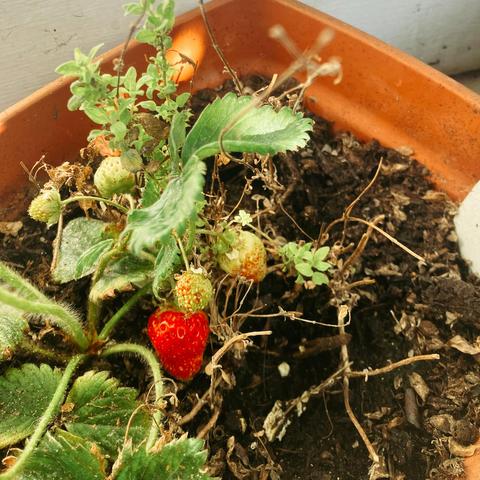 Photo d’un autre plant de fraisier dans un pot, on voit une fraise rougissante.
