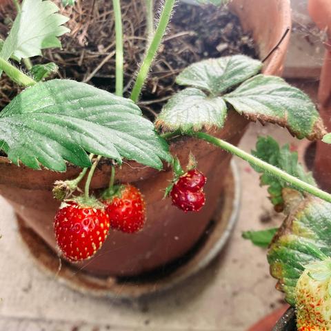 Photo d’un autre plant de fraisier dans un pot, on voit trois fraises rouges.