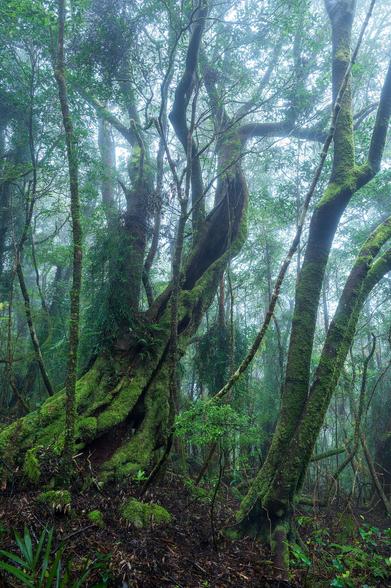 a vertical shot of the foggy day in the rainforest featuring two bigger trees and lots of smaller ones. The main tree twists and goes upwards on an angle.