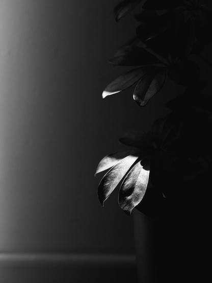 A black and white photograph of a plant partially illuminated by light from the left, casting dramatic shadows on a smooth wall, highlighting the texture of a few glossy leaves emerging from the darkness.