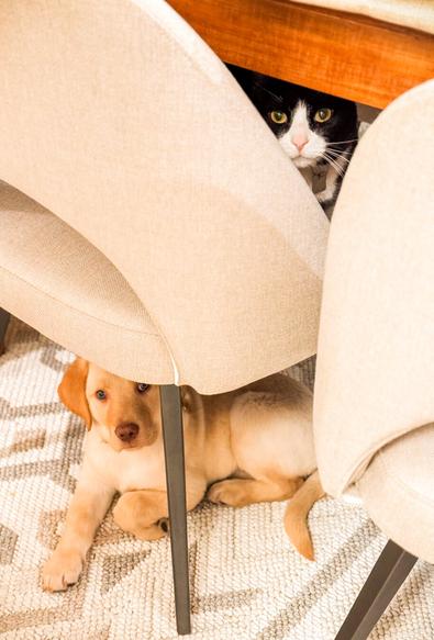 A photo of our pets, Jake the puppy on the floor and Tuk our tuxedo cat in on the chair