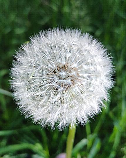 Eine Pusteblume vor grünem Gras.