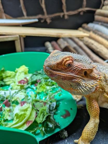 Bearded dragon next to her salad of greens coated in blueberry-apple puree. She has puree all over her chin.