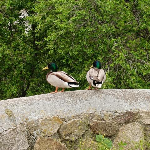 Dos patos