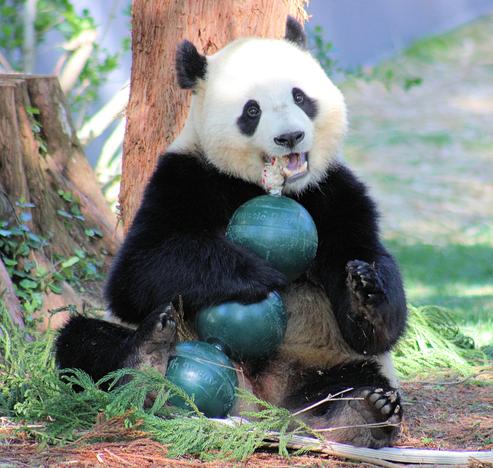 Giant panda Bao Li is sitting on the ground in front of a tree, chewing on a green ball toy.