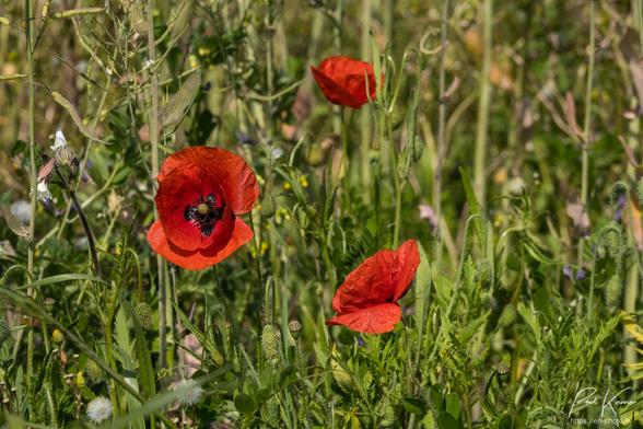 Photo couleur présentant trois fleurs de coquelicot, bien rouge, parmi d'autres fleurs d'adventices au bord d'un champ.