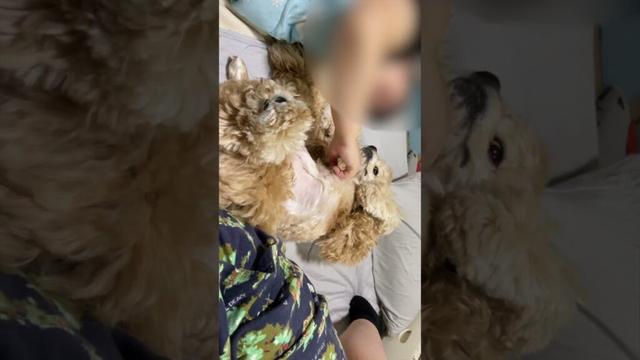 撫で撫でしてよ〜（コッカースパニエル）