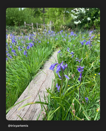 A close-up of vibrant bluebells in full bloom, their delicate petals swaying gently in the breeze. The flowers carpet the woodland, creating a sea of rich blue and purple hues. Nestled among them, a weathered wooden sleeper adds a rustic touch to the serene spring landscape, bathed in soft, natural light.