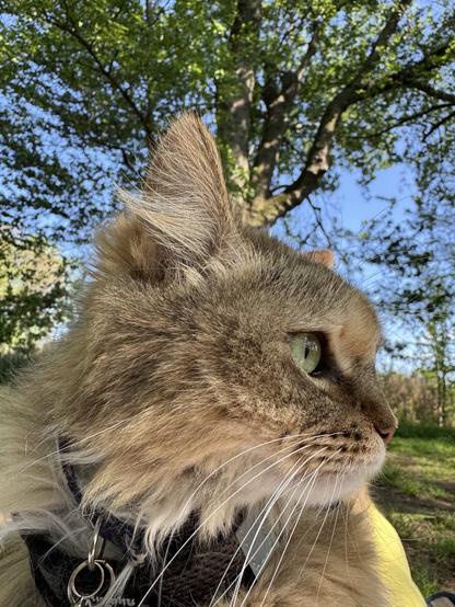 A calico Siberian cat under a park tree.