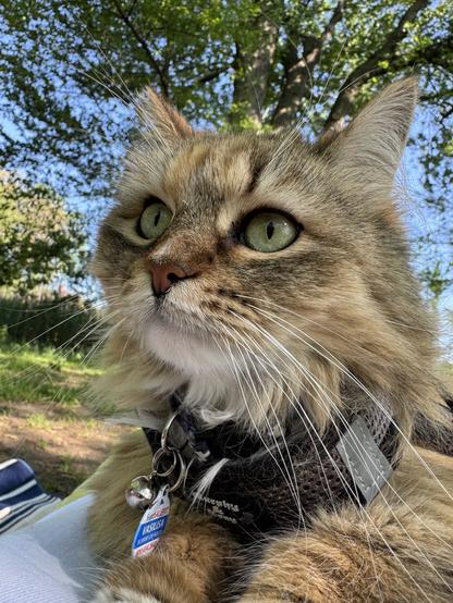 A calico Siberian cat under a park tree.